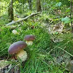 Lesniczowka Wysokie Kaczki * Kaczkowo (Wejherowo)