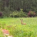 Lesniczowka Wysokie Kaczki Hébergement de vacances