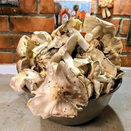 Leśniczówka Wysokie Kaczki