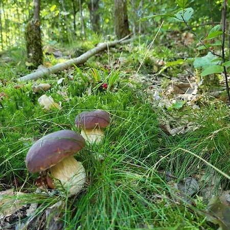 Leśniczówka Wysokie Kaczki * Kaczkowo (Wejherowo)