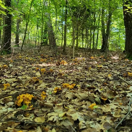 Leśniczówka Wysokie Kaczki Casa de Férias *