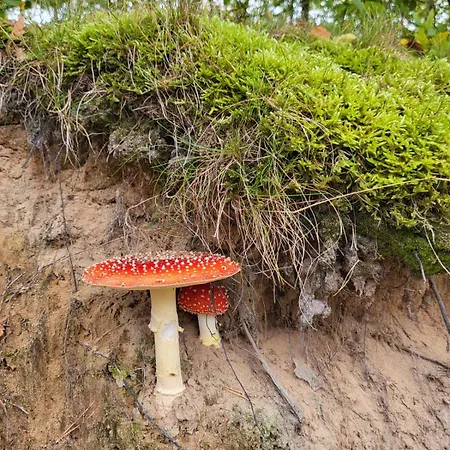 Lesniczowka Wysokie Kaczki Prázdninový dům Kaczkowo (Wejherowo)