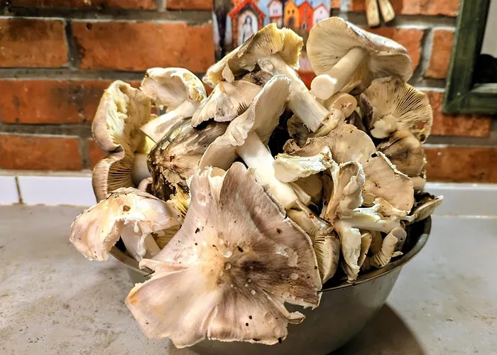 Lesniczowka Wysokie Kaczki