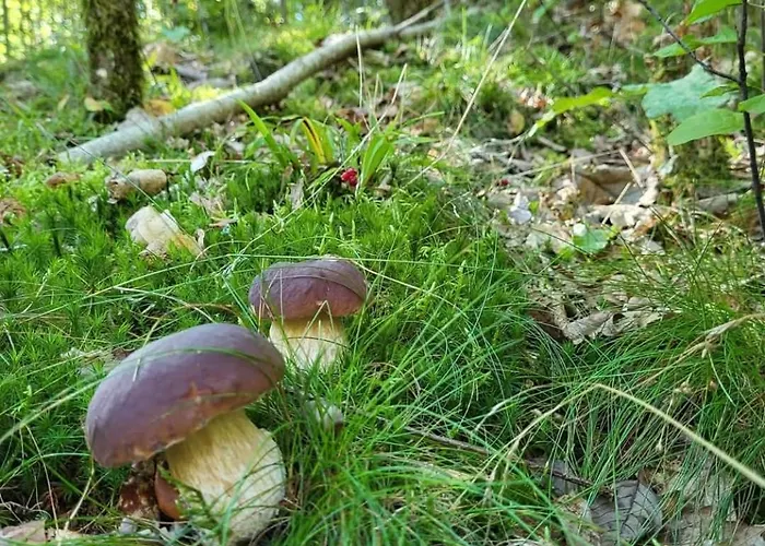 Lesniczowka Wysokie Kaczki * Kaczkowo (Wejherowo)