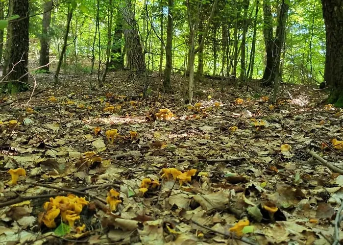 Lesniczowka Wysokie Kaczki Ferienhaus *