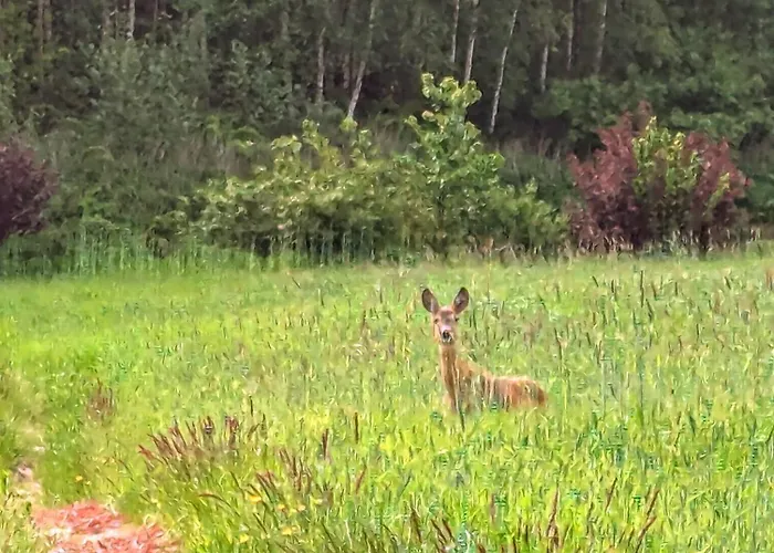 Lesniczowka Wysokie Kaczki Ferienhaus