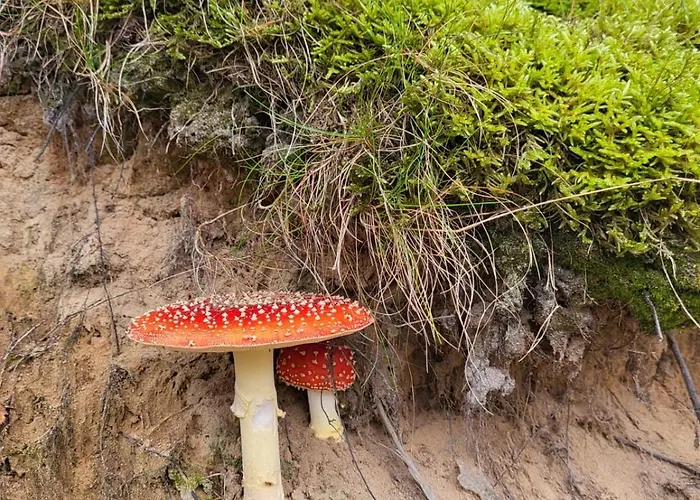 Lesniczowka Wysokie Kaczki Ferienhaus Kaczkowo (Wejherowo)